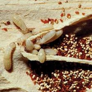 uploads/images/pest/sesame termites.jpg